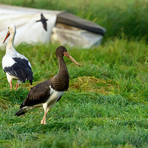 NZ9_8369_Schwarz_und Weissstorch_IA_9_2023.jpg
