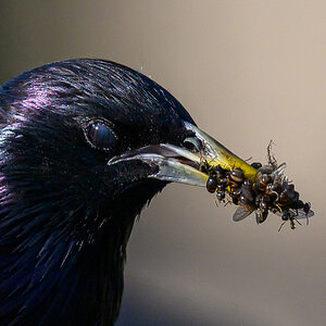 NZ9_4077_Star hat Ameisenfutter besorgt_IA_6_2023.jpg