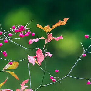 Herbst.jpg