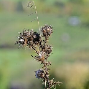 Tamron Z70-300_Distel.jpg