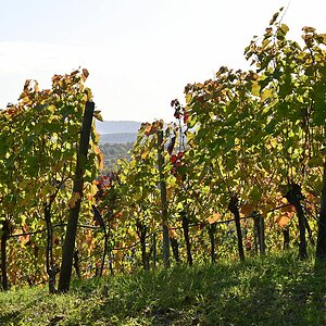 Tamron Z70-300_Wengert 2.jpg