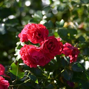 Tamron Z70-300_Rose.jpg