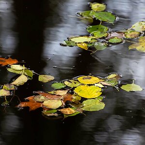 Schwimmendes Herbstlaub.jpg