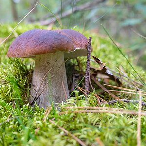 Steinpilz.jpg