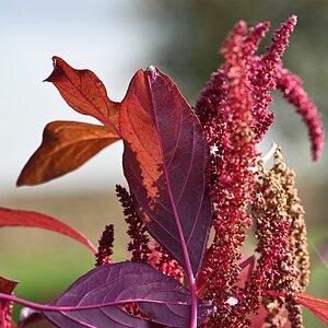 Herbst_02.jpg