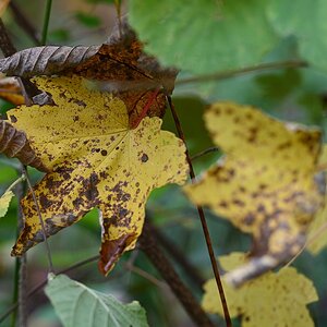 Herbst_21.jpg