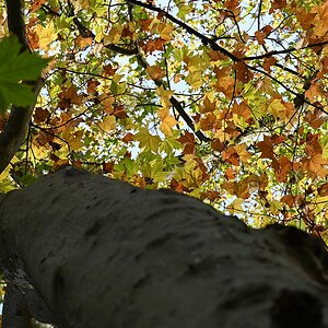 Herbst_31.jpg