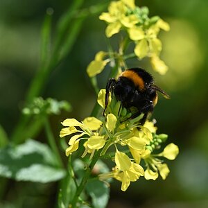 Hummel2