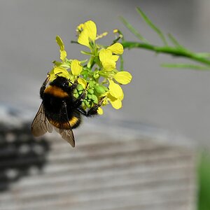Hummel Schattenspiele 2