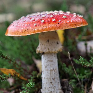 DFX_3976.jpg
