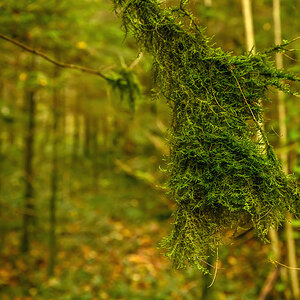 Wald.jpg