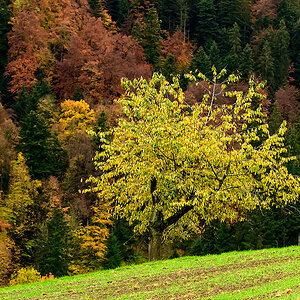 Herbst.jpg