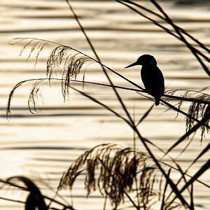 Eisvogel Gegenlicht.jpg
