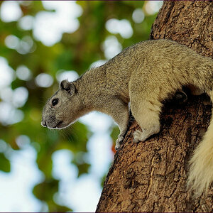 comp_2Sqirrel.jpg