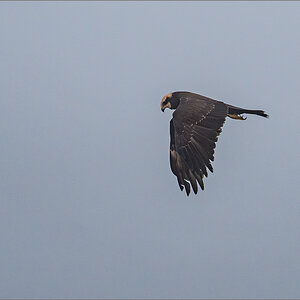 D50_9587-Verbessert-RR.jpg