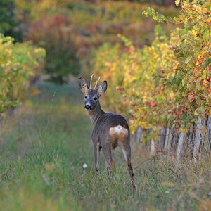 DSC_6186_jc.jpg