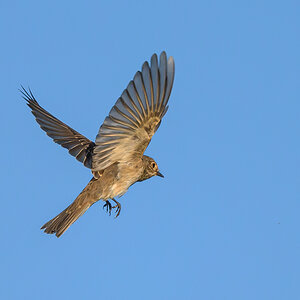 NZ9_8882_Grauschnäpper_Jungvogel im FlugIA_9_2023.jpg