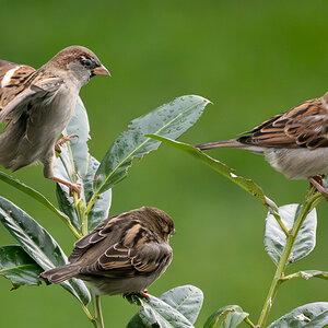 P1028930-2.jpg