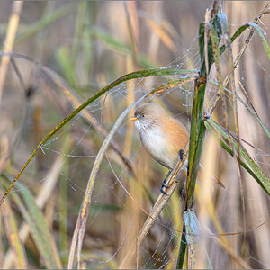 62-D50_0360-Verbessert-RR.jpg