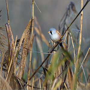 63-D50_0370-Verbessert-RR.jpg
