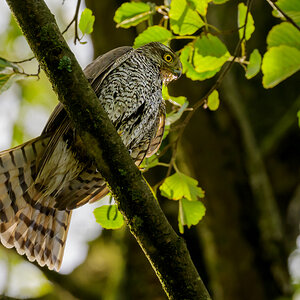 NZ9_0429_Sperberweibchen trocknet auf Baum_IA_10_2023.jpg