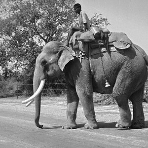 Indien1976-126.jpg
