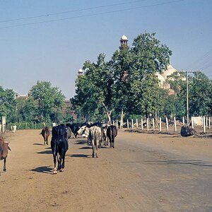 Indien1976-160.jpg