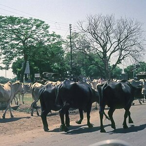 Indien1976-236.jpg