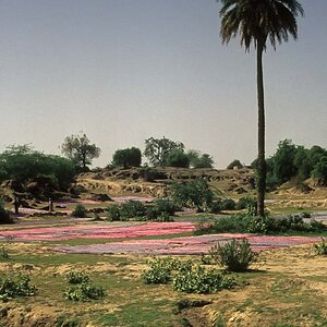 Indien1976-249.jpg