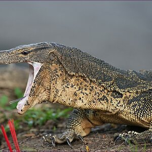 comp_2Waran7-lumi.jpg