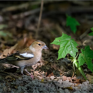 D50_8840-Verbessert-RR.jpg
