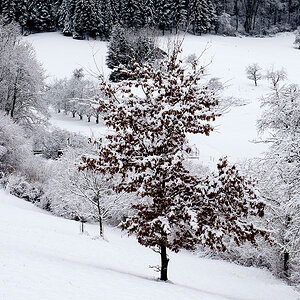 Baum.jpg