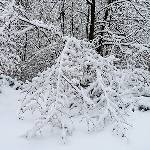 Winter2.jpg