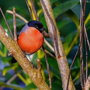 NZ9_6733_Dompfaffmänchen_IA_2_2023.jpg