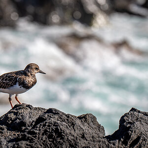 LaPalma23_NZ6_9016.jpg
