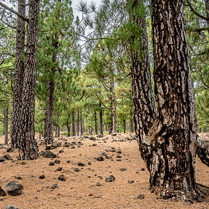 LaPalma23_NZ6_7944.jpg