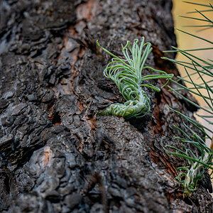 LaPalma23_NZ6_5981.jpg