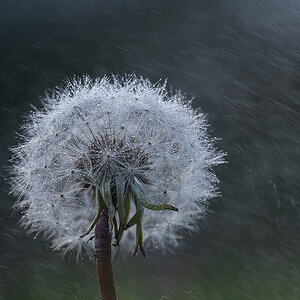 pusteblume.jpg