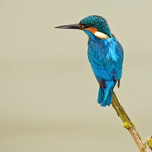 Eisvogel.jpg