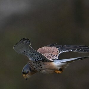 Turmfalke5.jpg
