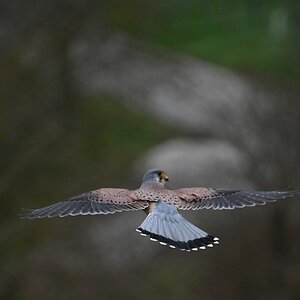 Turmfalke4.jpg