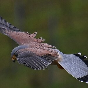 Turmfalke2.jpg