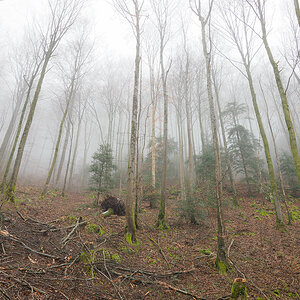 Nebel.jpg