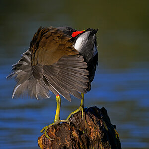 NZ9_0643_Teichhuhn bei der Gefiederüflege_IA_10_2023.jpg