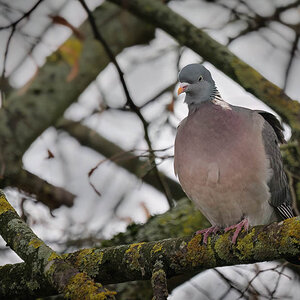 Taube