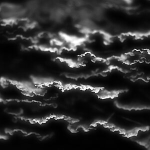Baumpilze BW_bearbeitet-1.jpg