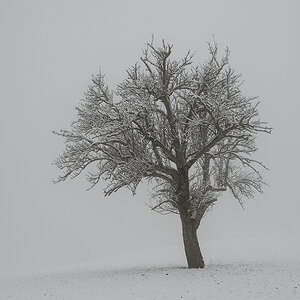 Baum.jpg