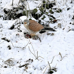 Falke im Garten