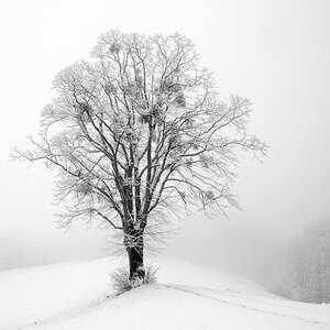 Schneebaum.jpg