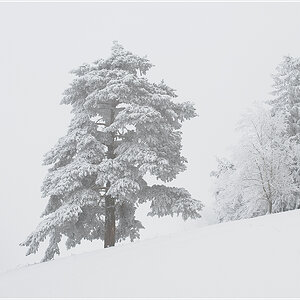 Baum.jpg